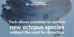 Tech-allows-scientists-to-confirm-new-octopus-species-without-the-need-for-dissection.jpeg:cts:1:195